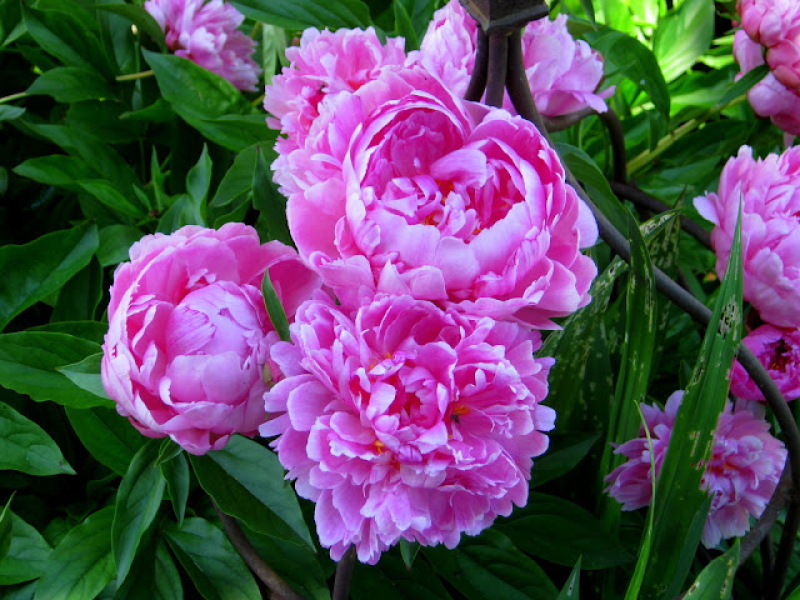 Pamela thread 3 - Bile Duct Cancer, off to London! 