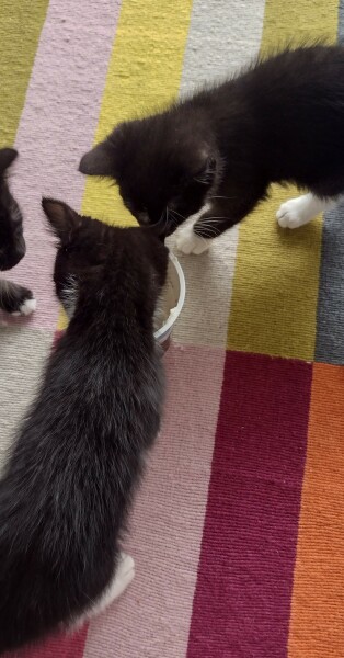 A Very Great Quantity Of Excellent Cats