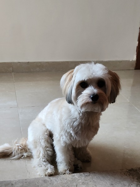 To ask you your dog’s name? Jff