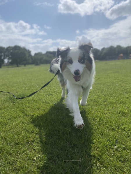 Australian Shepherd thread