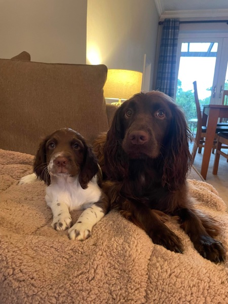 Puppy survival thread part 2