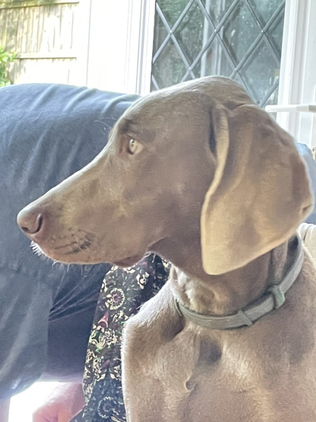 Puppy survival thread part 2