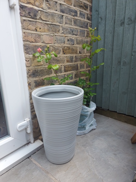 Climbing rose in a container