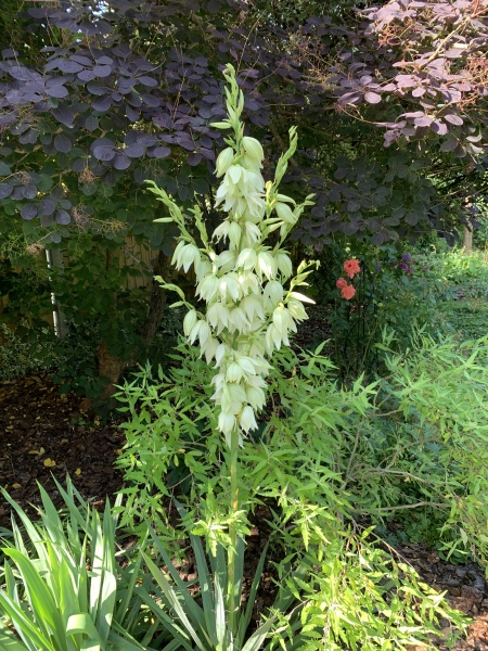 Pamela thread 5 - Bile Duct Cancer, chemo begins