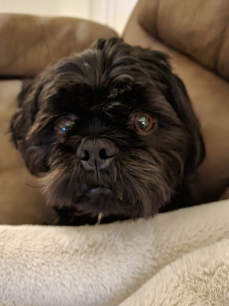 Tell me something lovely about your dog.