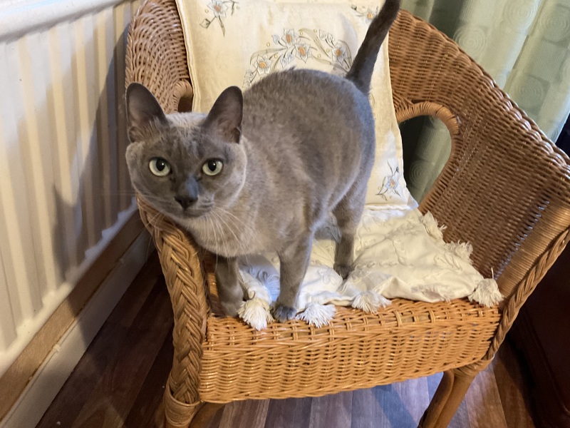 Pamela thread 5 - Bile Duct Cancer, chemo begins