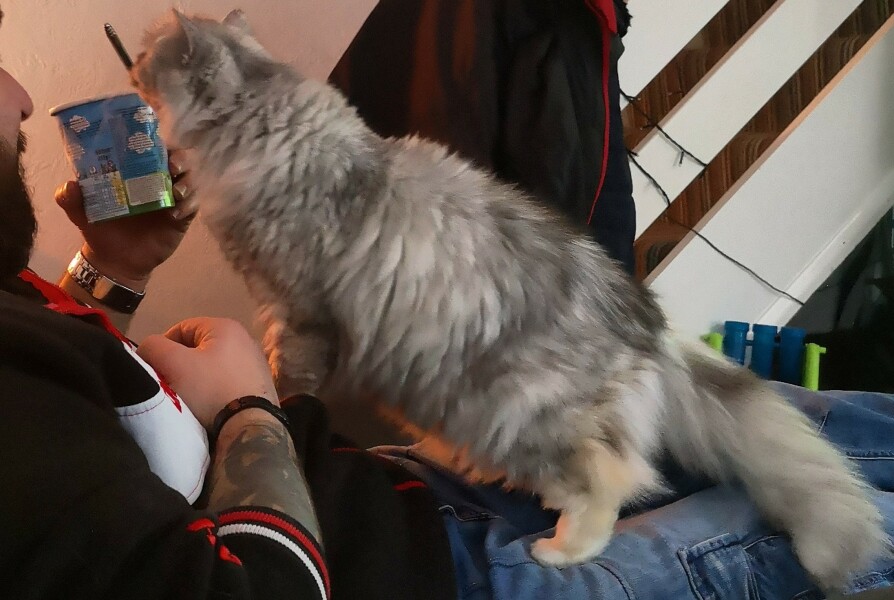 My cats are vegan!