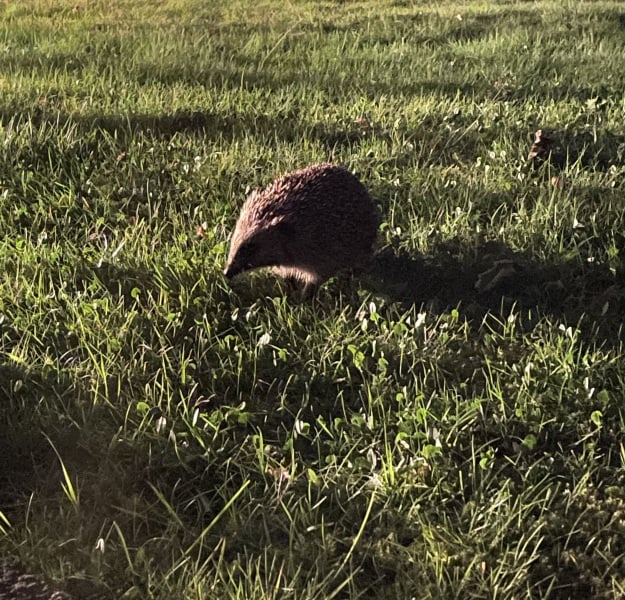 We have a hedgehog!!