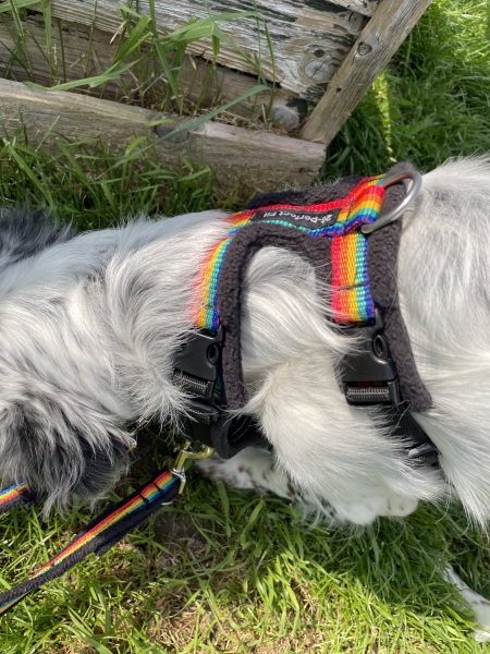 Puppy survival thread part 2