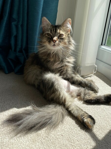 How to help Dcat stop scratching chunks out of herself?!