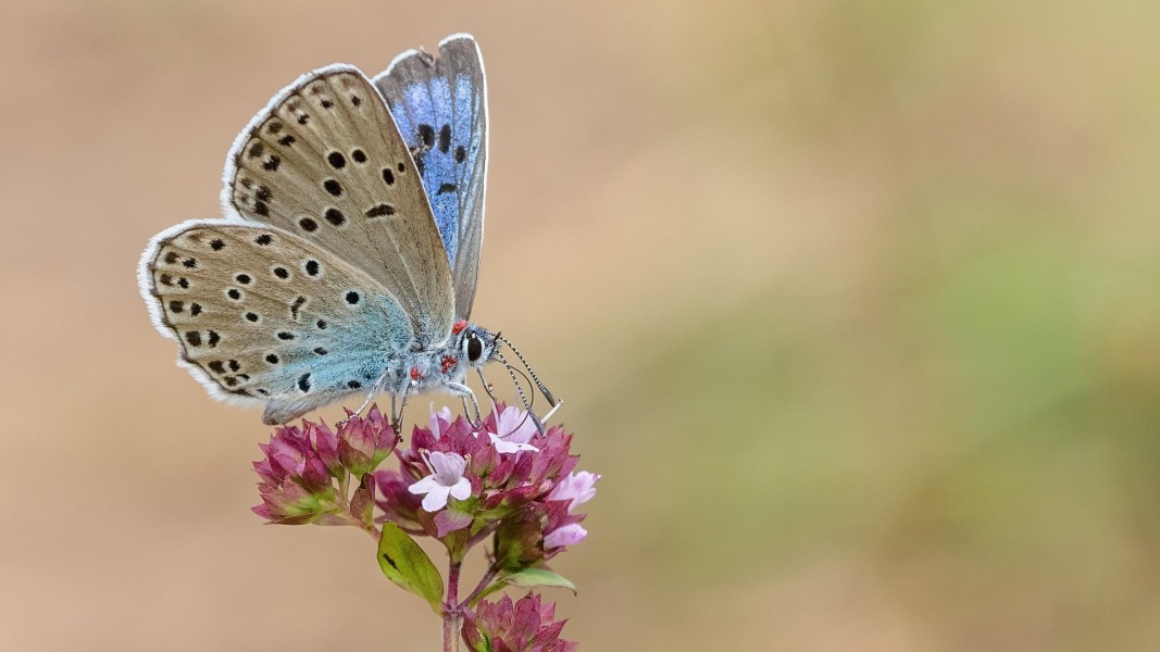 Pamela thread 5 - Bile Duct Cancer, chemo begins