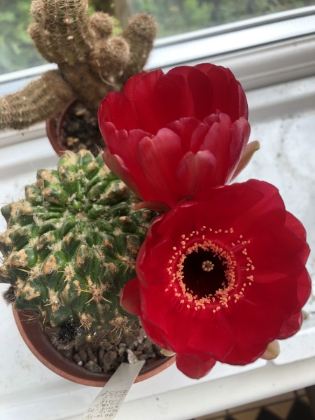 What is in your greenhouse at the moment?