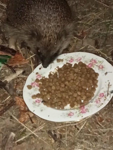 We have a hedgehog!!