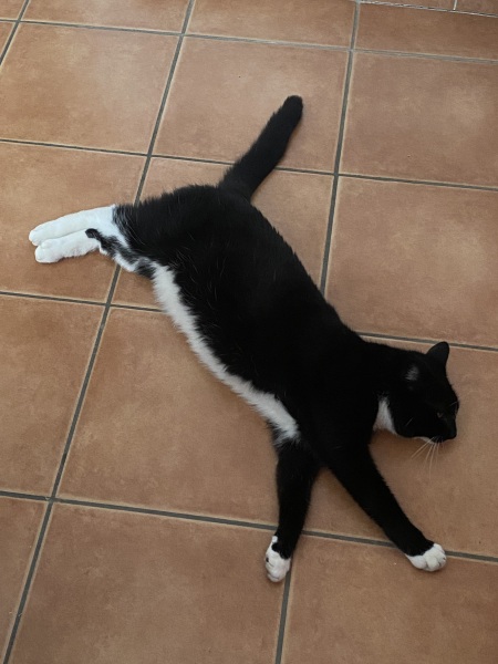 European heatwave and cats