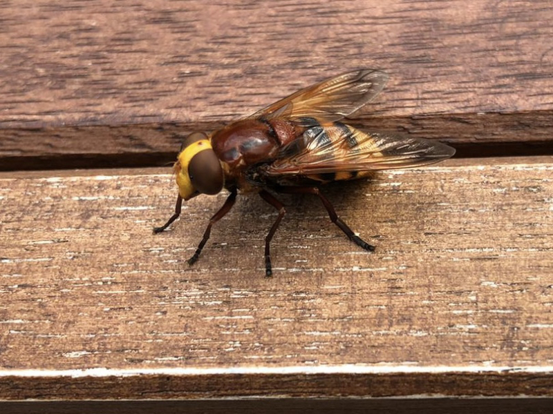 Hornet in a wasp nest?