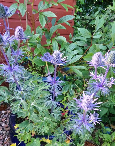 What have you done in the garden today? Part 2