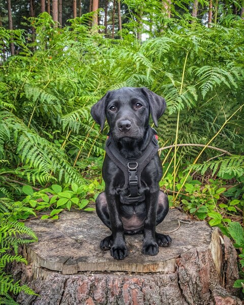 Puppy survival thread part 2