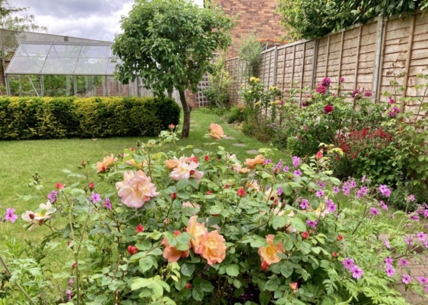 Feeling upset that neighbour cut down all my roses in the garden while on holiday
