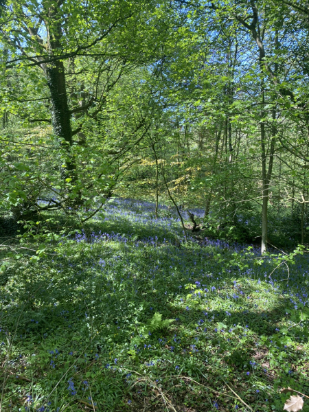 Pamela thread 5 - Bile Duct Cancer, chemo begins