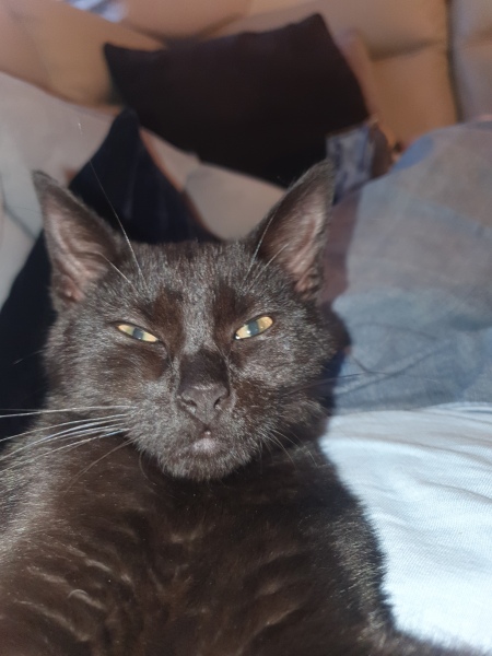 My cats are vegan!