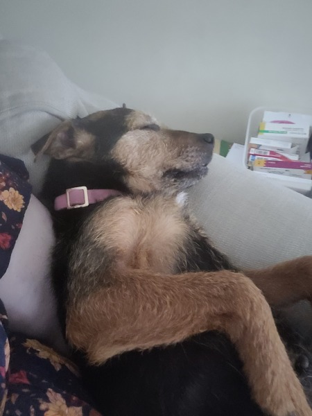 Guess the breed(s)