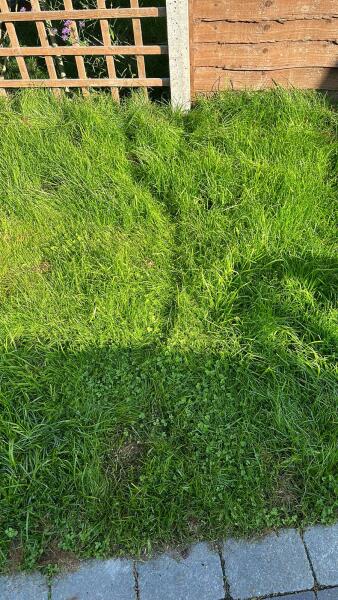 Artificial grass - help!