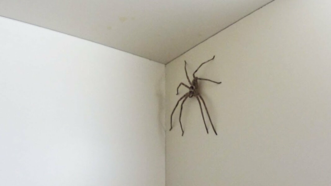 Is anyone awake? Just seen a HUGE spider. Help!!!!!!