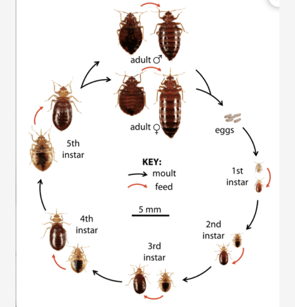 Help! is this a bedbug?😖