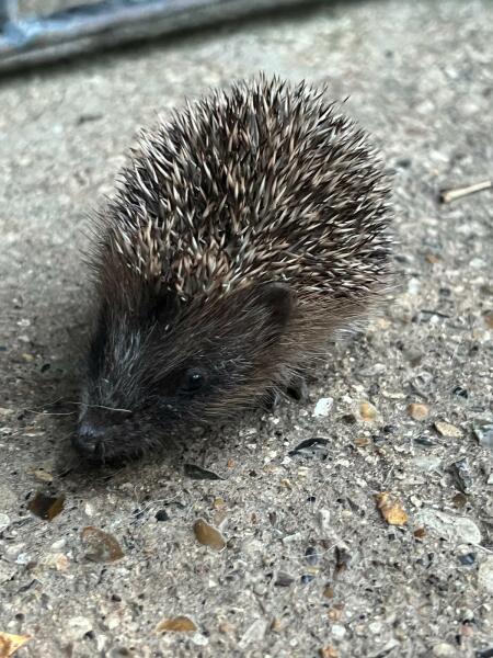 We have a hedgehog!!
