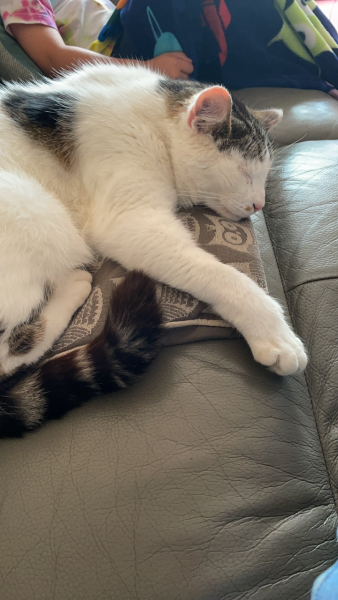 A Very Great Quantity Of Excellent Cats