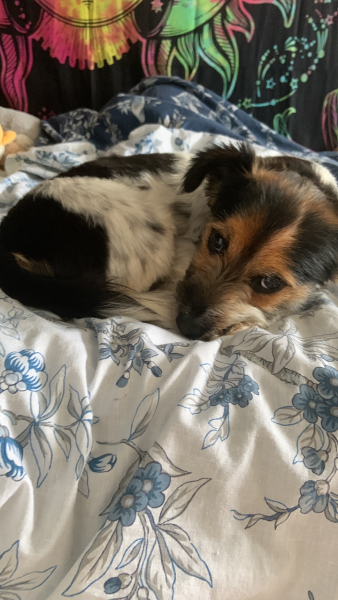 Tell me something lovely about your dog.