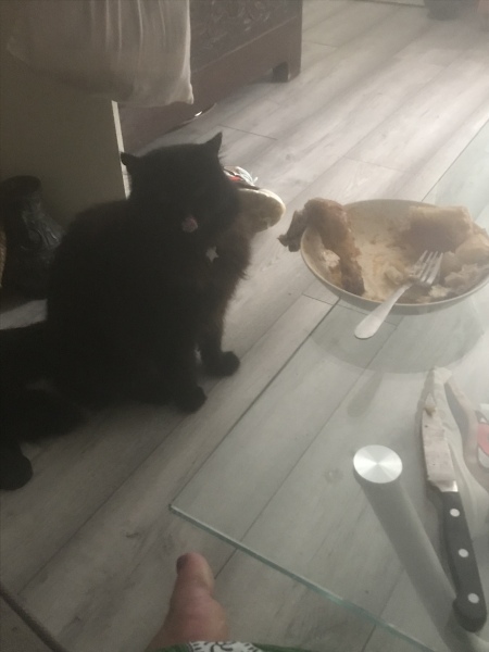 A Very Great Quantity Of Excellent Cats