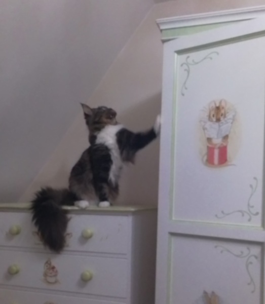 Pamela thread 5 - Bile Duct Cancer, chemo begins