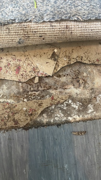 Can anyone advise is this is asbestos or mould please?