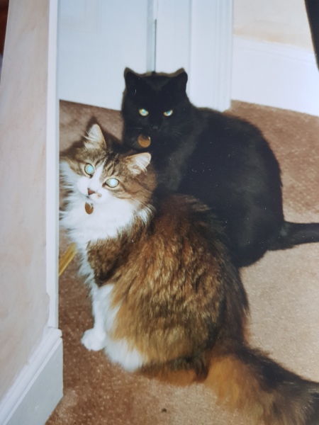 A Very Great Quantity Of Excellent Cats