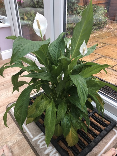 Can I rescue my Peace Lily?