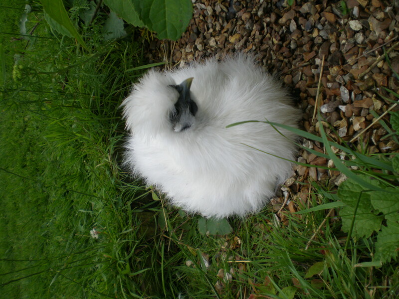 Pamela thread 5 - Bile Duct Cancer, chemo begins