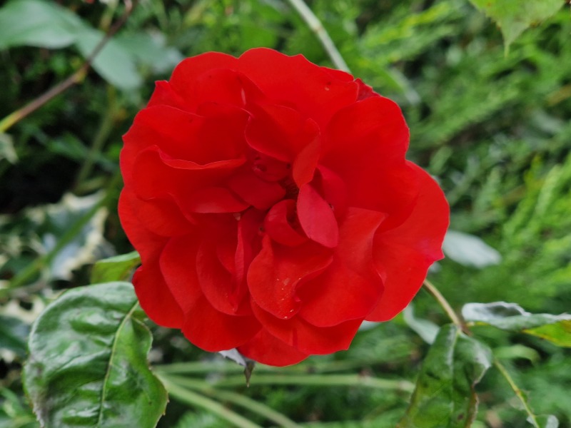 Pamela - Bile Duct Cancer (last thread pancreatic and liver)