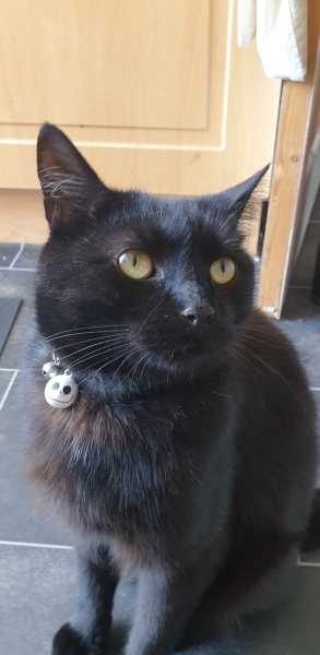 My cats lost his meow