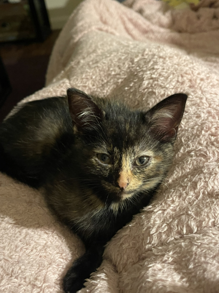 New litter of kittens. Looking for some wisdom!