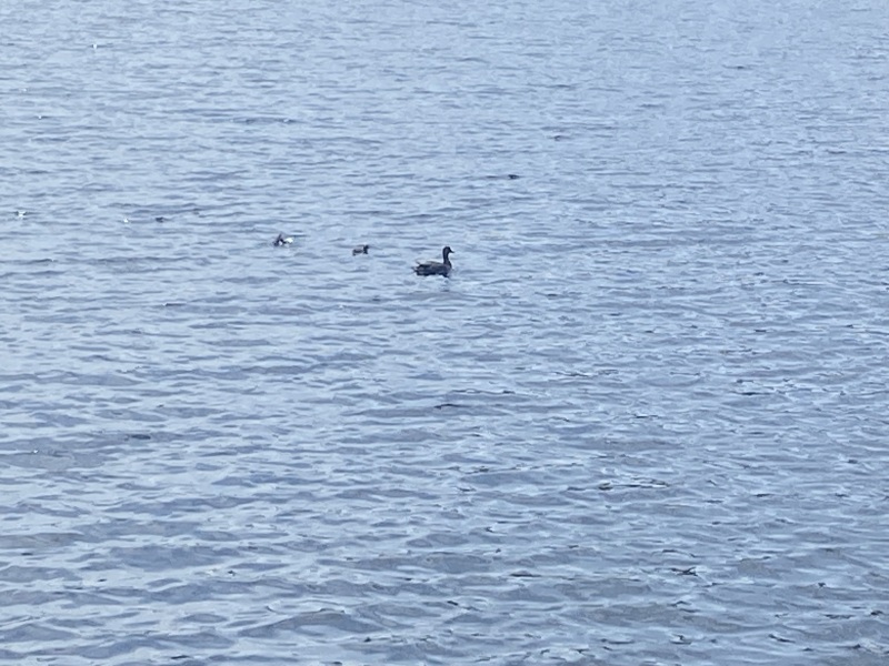 Come and tell me your dull and unexciting news 25: Calmly through the day 