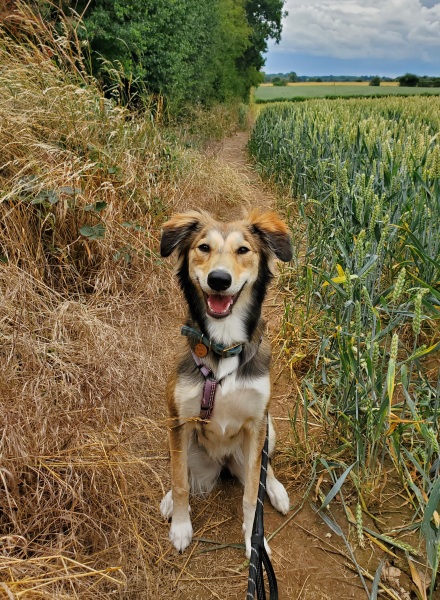 Puppy survival thread part 2
