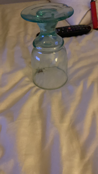To leave this planet **TW Pic of fucking huge spider**