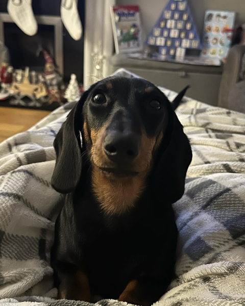 Spaying my female dachshund