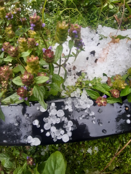 Early Summer weather watch