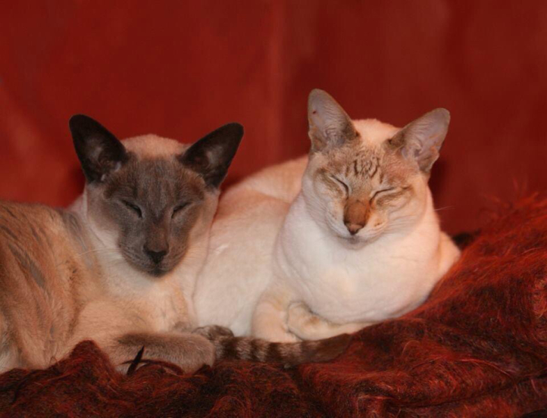 A Very Great Quantity Of Excellent Cats