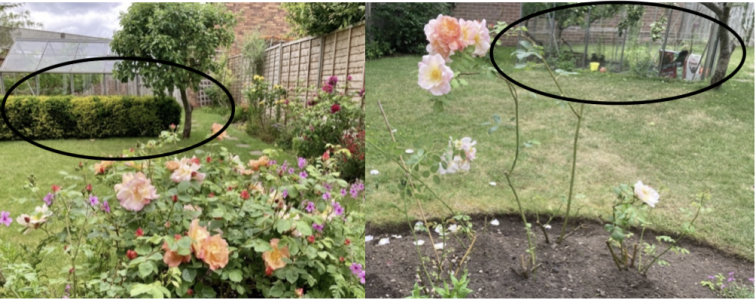 Feeling upset that neighbour cut down all my roses in the garden while on holiday