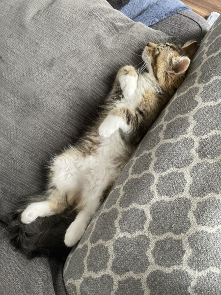 I love my cat too much is this normal 