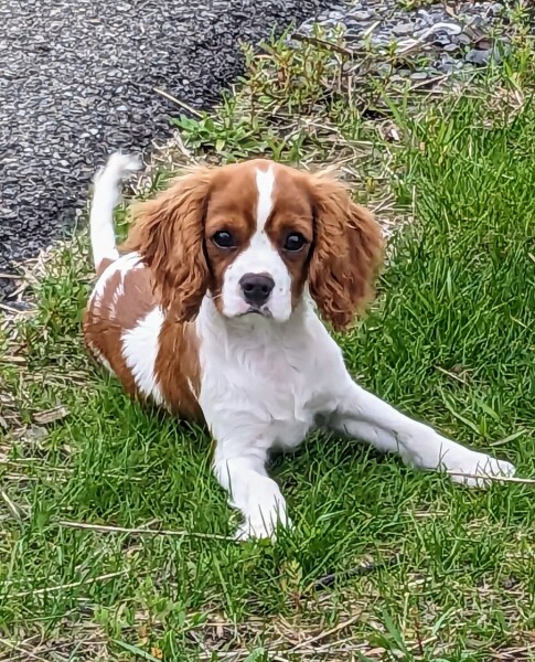 Puppy survival thread part 2