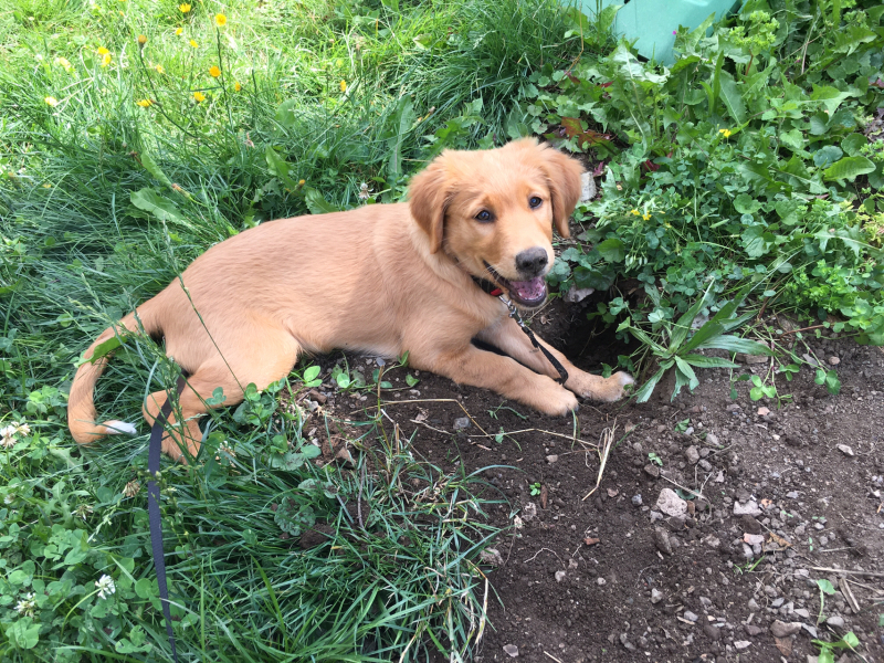 DIY dog training over summer holidays- anyone care to join and/ or advise?